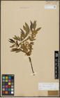 Foto von Salix alba L. x Salix fragilis L.
